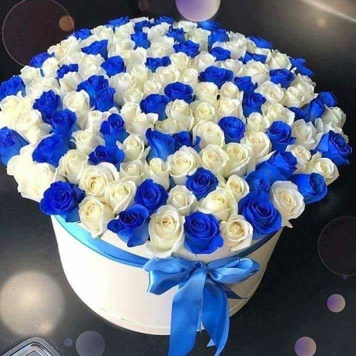 Композиция-гигант из 301 синей и белой розы №66